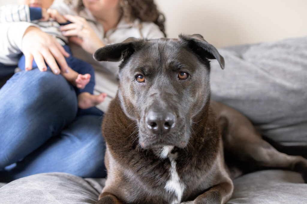 Family dog with parents during in-home newborn session